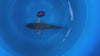 Black Pearl Diamond koi (KOI-7260800) - KOI Center Venlo - video