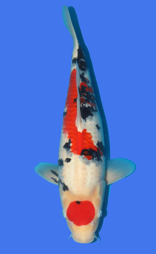 Maruten Sanke 54cm Takigawa