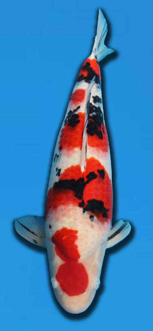 TAKIGAWA SANKE 64CM SANSAI