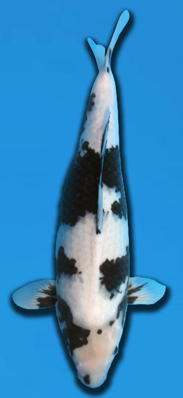 Omosako Shiro Utsuri 56 cm Sansai