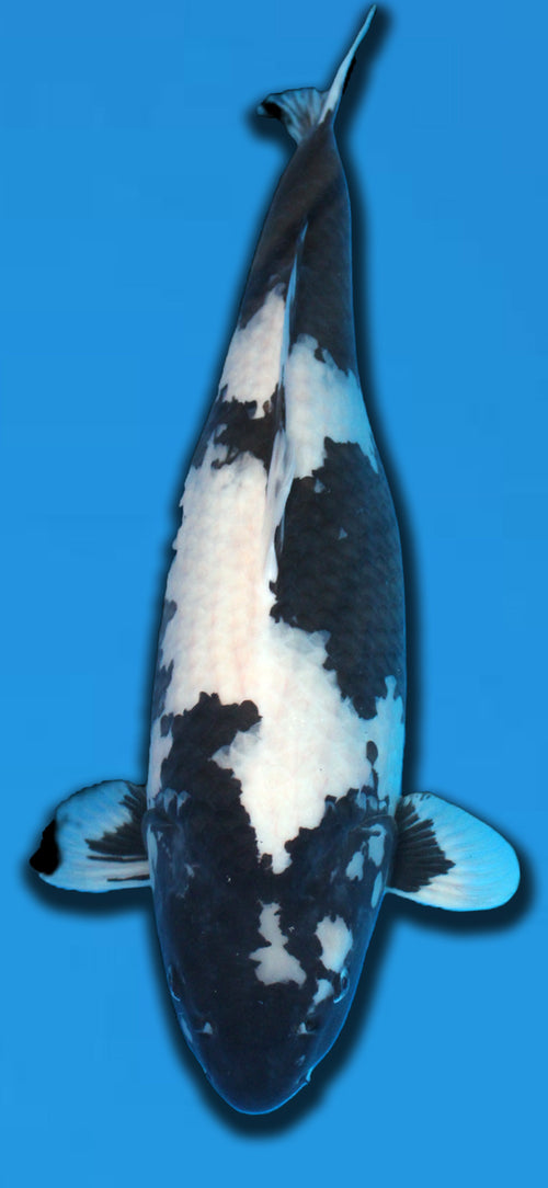 Omosako Shiro Utsuri 63 cm Sansai