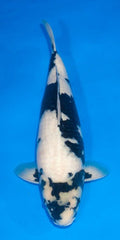 Shiro Utsuri 56 cm Ogata