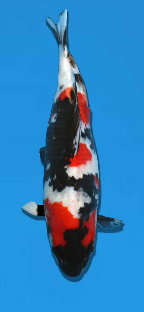 Hoshikin Showa 59CM Sansai