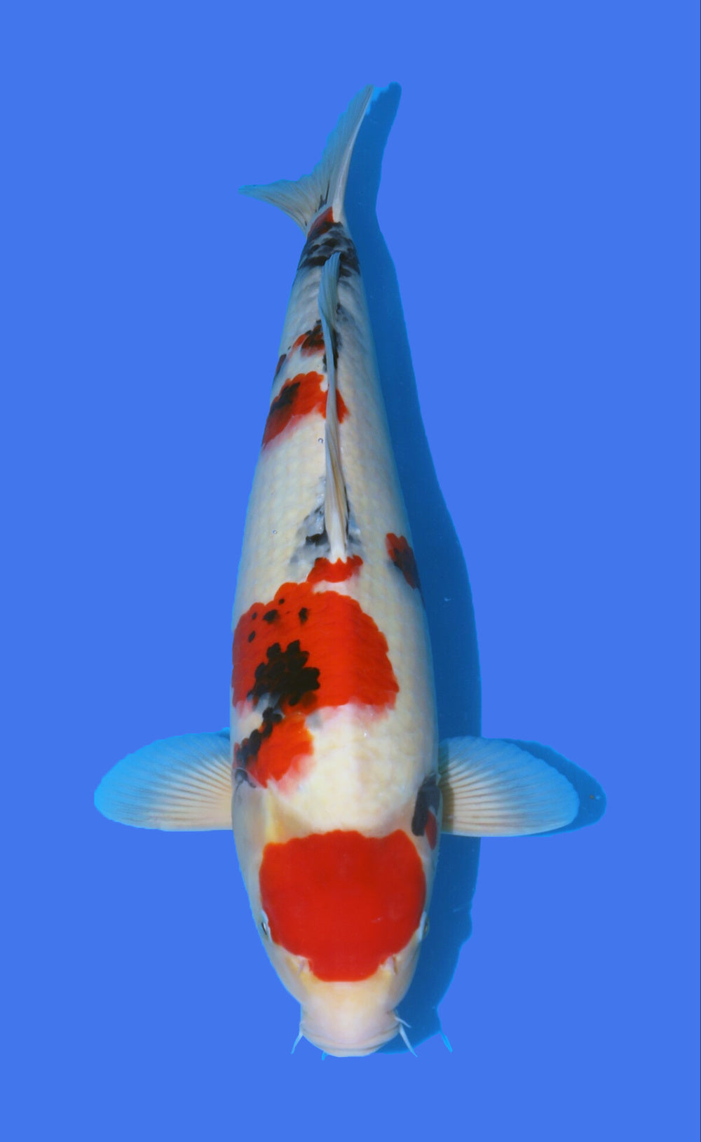 Maruten Showa 54cm Takigawa