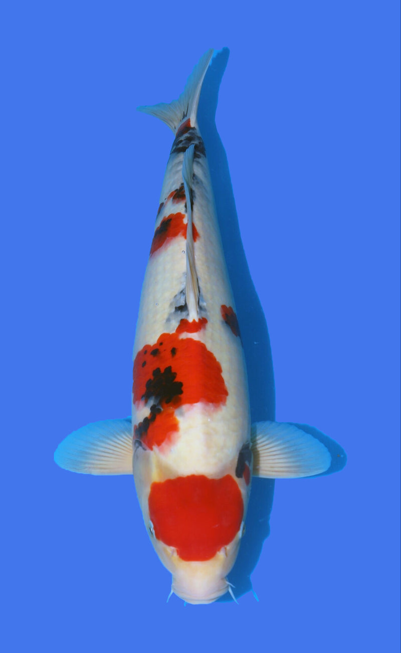 Maruten Showa 54cm Takigawa, Koi bij Vijvercentrum