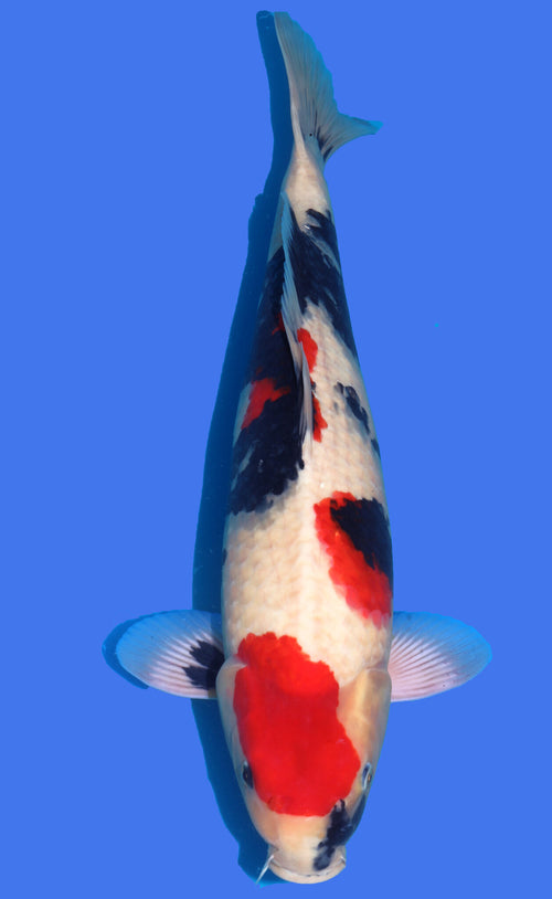 Showa 50cm Takigawa