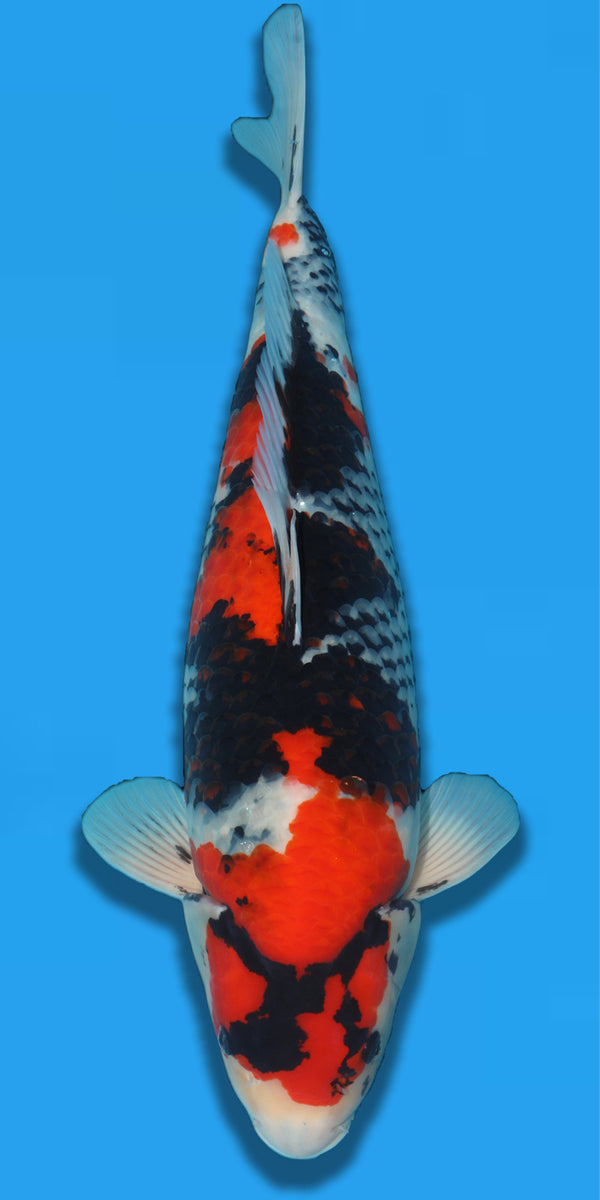 Showa Takigawa 59cm