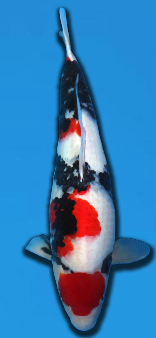 SHOWA TAKIGAWA 60CM SANSAI