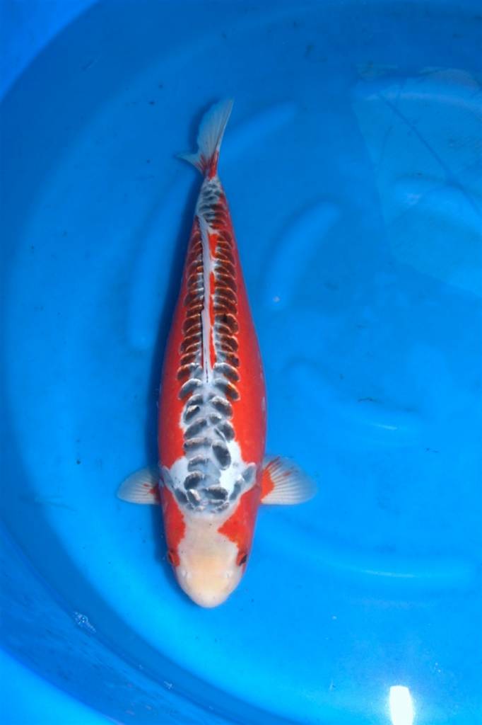 Hirasawa Shusui | Japanse Koi