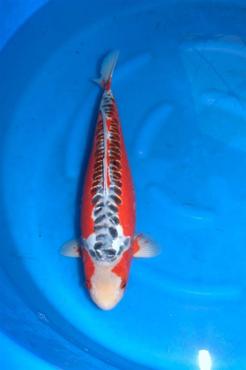Hirasawa Shusui | Japanse Koi