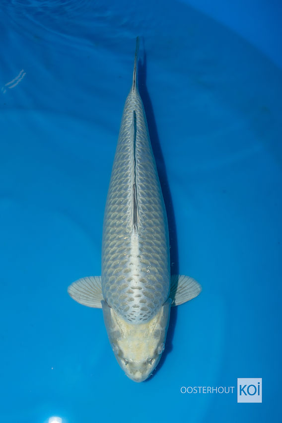 Silver Mukashi 65-70 cm Marusei