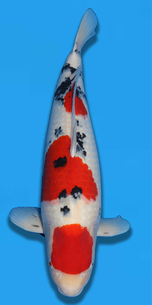 Tamaura Sanke Sansai 63cm