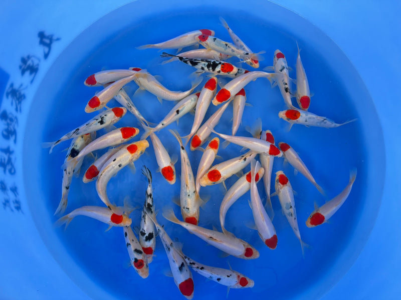 Tancho Sanke/Kohaku Marudo 17/26cm, Koi bij Vijvercentrum
