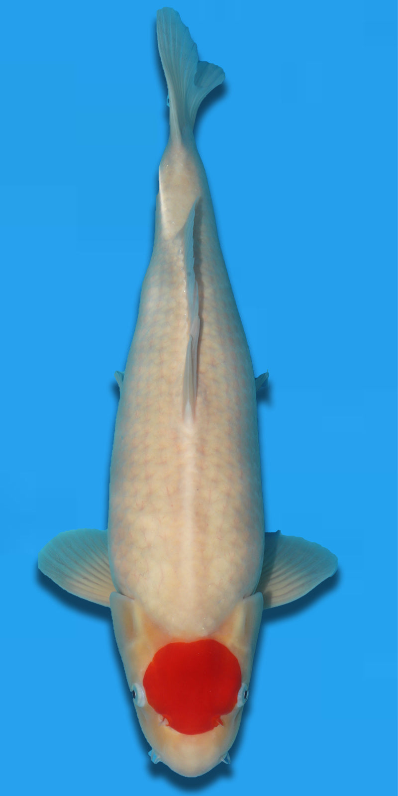 Tancho 57cm Takigawa