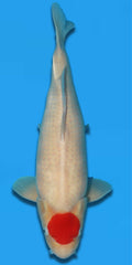Tancho 57cm Takigawa