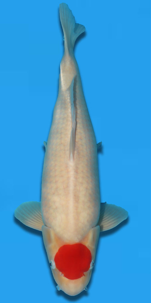 Tancho 57cm Takigawa
