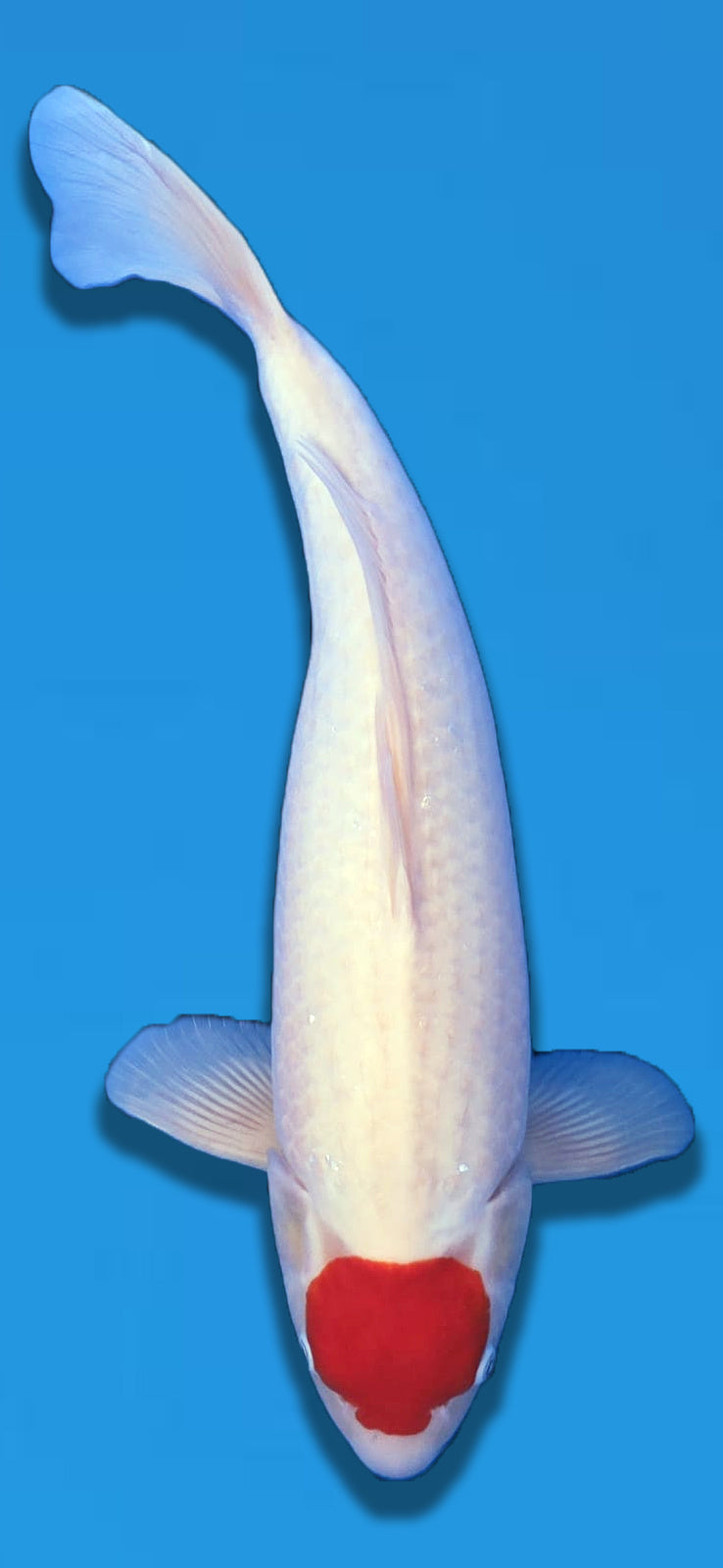 Tancho Sakai Compagny 56cm