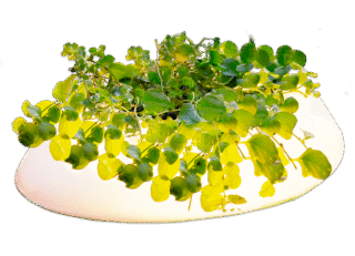 Velda Floating Pond Light - drijvende vijverlamp met plantenmand