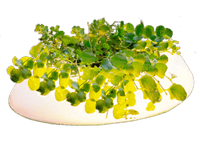 Velda Floating Pond Light - drijvende vijverlamp met plantenmand, miniatuur 2