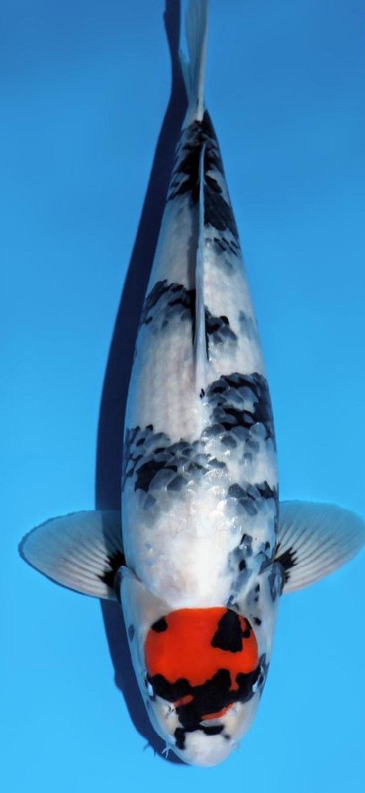 Narita FF Omosako Tancho Showa Nisai 50cm
