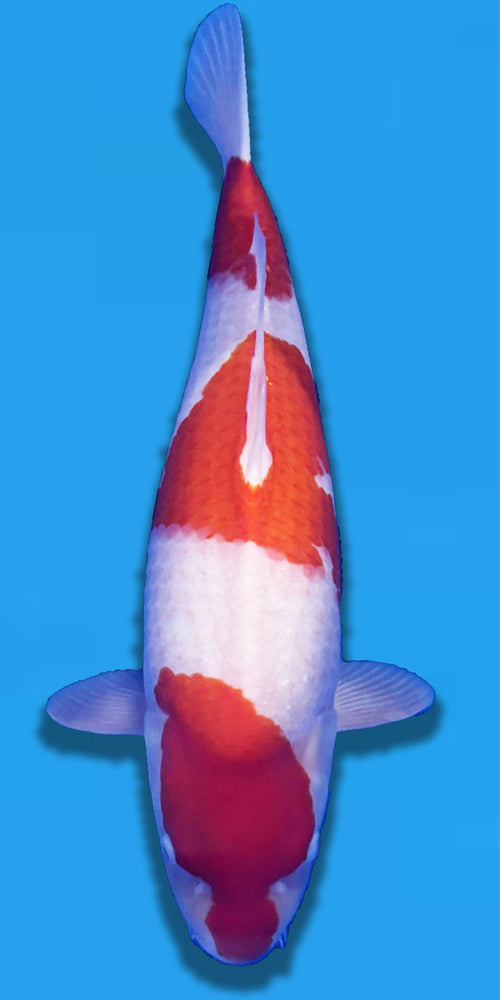 Yamamatsu nisai Kohaku 62cm