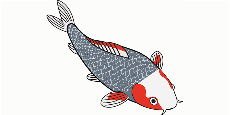Asagi koi illustratie