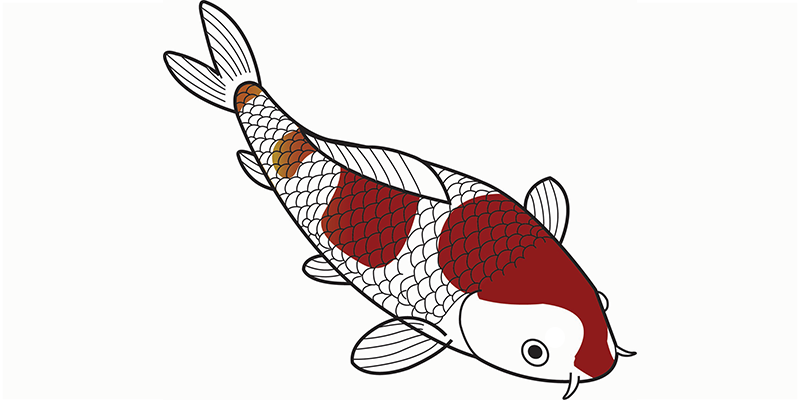 Goromo koi illustratie