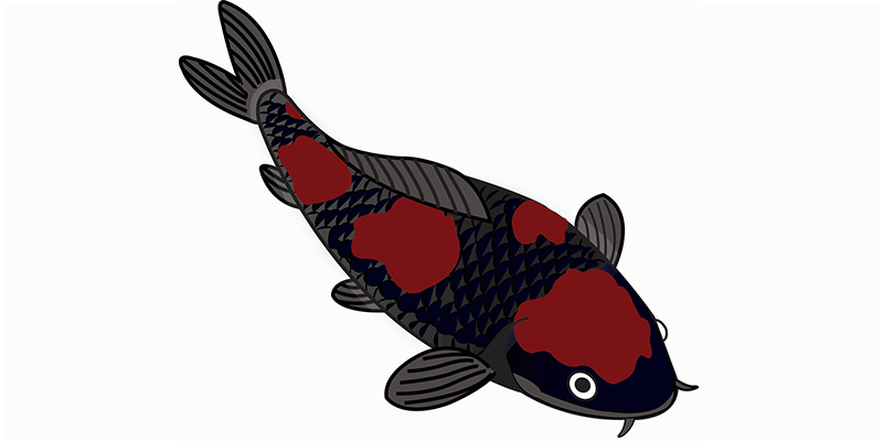 Goshiki koi illustratie