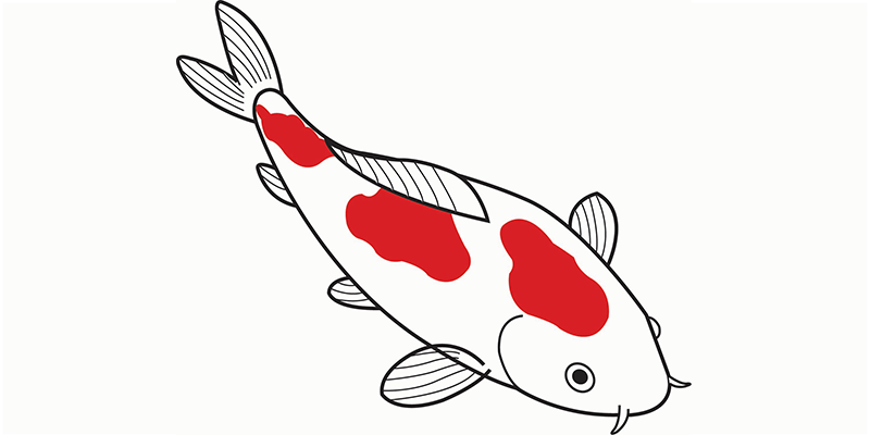 Kohaku koi illustratie