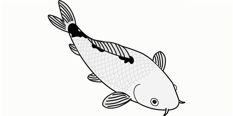 Matsukawabake koi illustratie