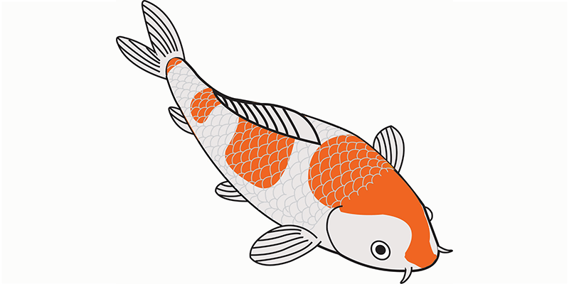 Ochiba koi illustratie