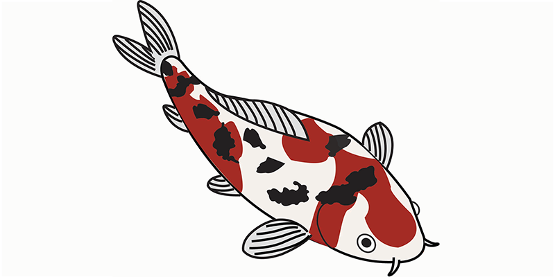 Sanke koi illustratie