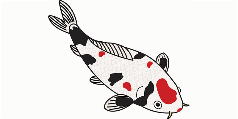 Showa koi illustratie