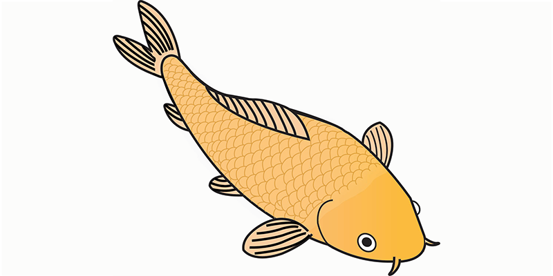 Ogon koi illustratie
